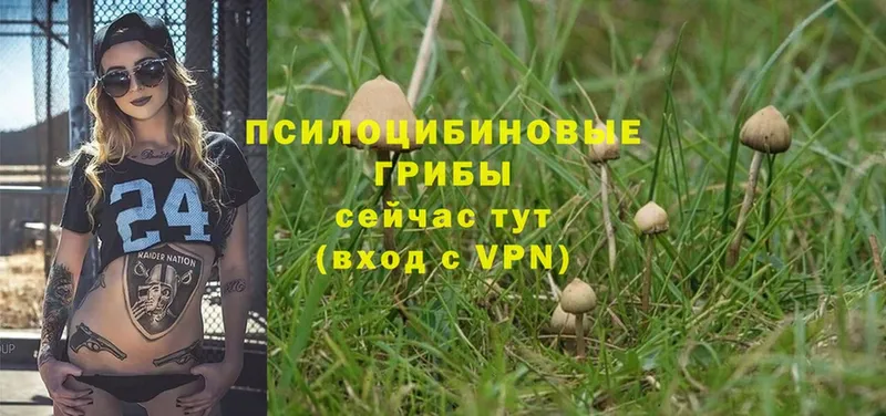 MEGA вход  как найти закладки  Костерёво  Псилоцибиновые грибы MAGIC MUSHROOMS 